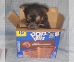 Small Photo #209 Yorkshire Terrier Puppy For Sale in AKRON, OH, USA