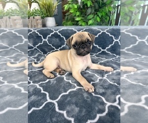 Pug Puppy for sale in GREENFIELD, IN, USA