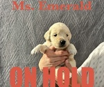 Puppy Emerald English Cream Golden Retriever