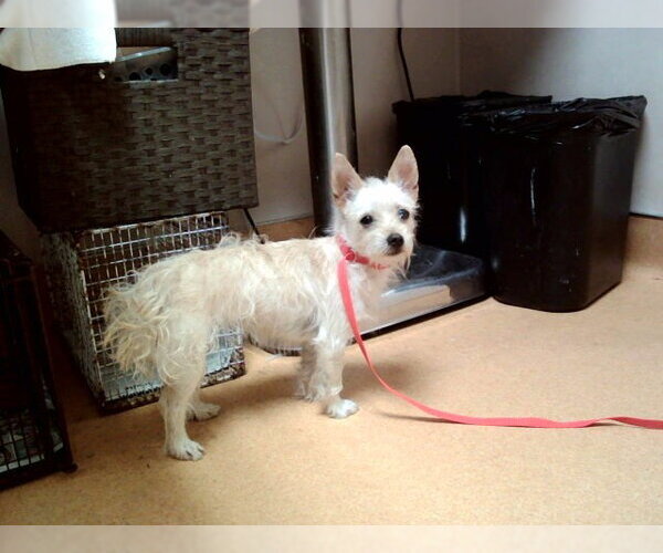 Medium Photo #1 Mutt Puppy For Sale in Martinez, CA, USA