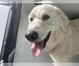 Great Pyrenees Dogs for adoption in Houston, TX, USA