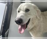 Small Great Pyrenees