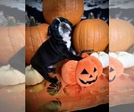 Puppy king Night French Bulldog