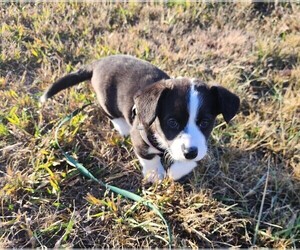 Cardigan Welsh Corgi Puppy for sale in LIVERMORE, CO, USA