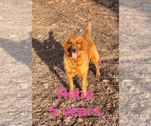 Reba Jul 26 - Female Golden Retriever Dog for Adoption - Photo #8