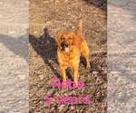 Small #7 Golden Retriever