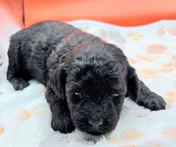 Medium Photo #6 Poodle (Miniature) Puppy For Sale in BLUE MOUND, TX, USA