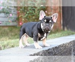 Small #2 French Bulldog