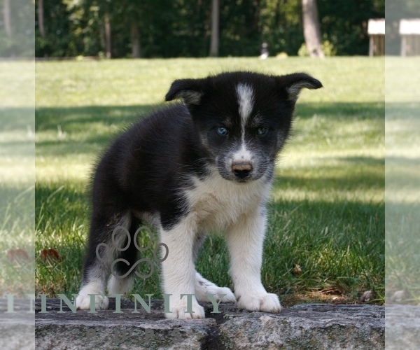 Medium Photo #3 Samoyed-Siberian Husky Mix Puppy For Sale in GAP, PA, USA
