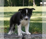 Small #2 Samoyed-Siberian Husky Mix