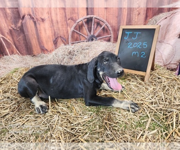 Medium Photo #2 Catahoula Leopard Dog Puppy For Sale in CUMBY, TX, USA