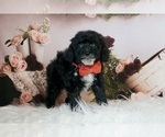Puppy Naboo AKC Poodle (Miniature)