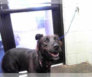 Labrador Retriever-Unknown Mix Dogs for adoption in Tulsa, OK, USA