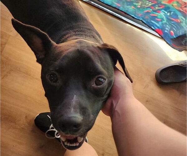 Medium Photo #2 American Pit Bull Terrier-Labrador Retriever Mix Puppy For Sale in Ocala, FL, USA
