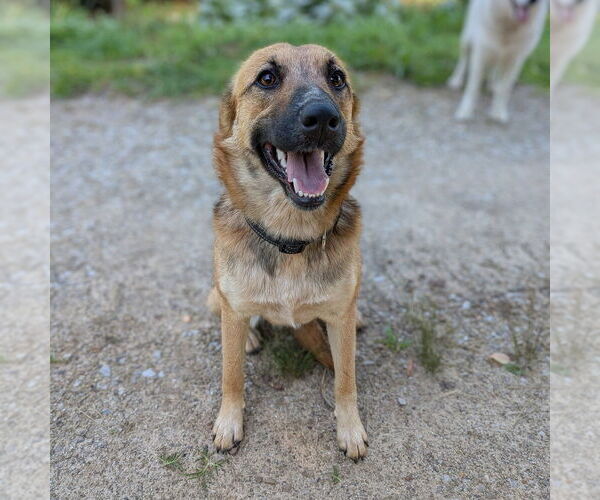 Medium Photo #4 Mutt Puppy For Sale in Vail, AZ, USA