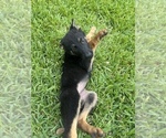 Puppy Pink Sweet Pea German Shepherd Dog