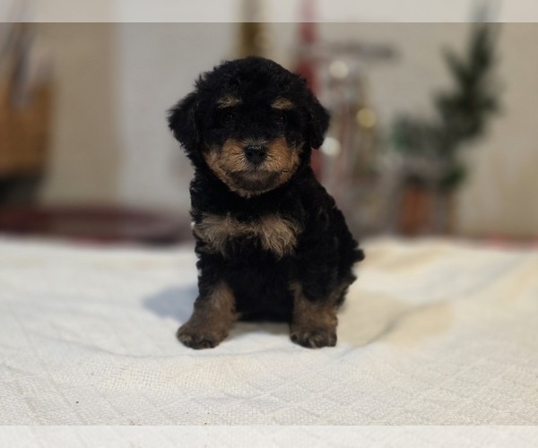 Medium Photo #18 Goldendoodle (Miniature) Puppy For Sale in DUBLIN, TX, USA