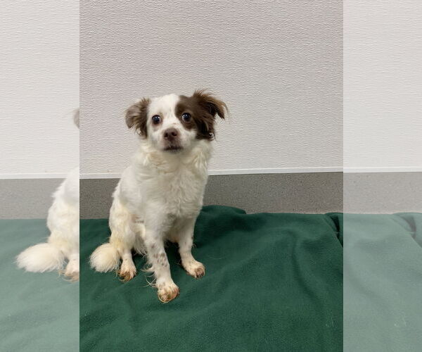 Medium Photo #6 Chihuahua-Spaniel Mix Puppy For Sale in San Francisco, CA, USA