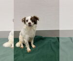 Small #5 Chihuahua-Spaniel Mix