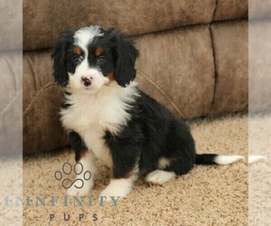 Bernedoodle (Miniature) Puppy for sale in EPHRATA, PA, USA