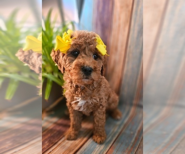 Medium Photo #1 Goldendoodle Puppy For Sale in INDIANAPOLIS, IN, USA