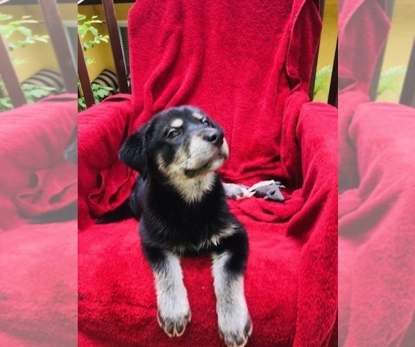 Medium Photo #3 Labrador Retriever-Siberian Husky Mix Puppy For Sale in GAINESVILLE, FL, USA