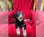 Small Photo #3 Labrador Retriever-Siberian Husky Mix Puppy For Sale in GAINESVILLE, FL, USA