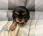 Puppy Anny Jr Cavalier King Charles Spaniel