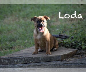 Chihuahua-Unknown Mix Dogs for adoption in Topeka, KS, USA