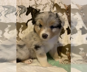 Australian Shepherd Litter for sale in CANTON, OH, USA