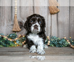 Small Photo #18 Cocker Spaniel Puppy For Sale in BALTIC, OH, USA