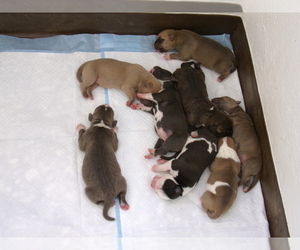 American Pit Bull Terrier Litter for sale in PALM SPRINGS, CA, USA