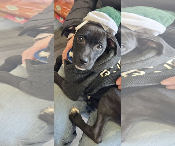 Medium Photo #2 Mutt Puppy For Sale in NYC, NY, USA