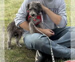 Small #3 Mutt