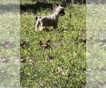 Small #2 French Bulldog
