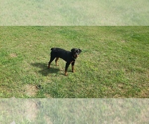 Rottweiler Puppy for sale in NEWAYGO, MI, USA