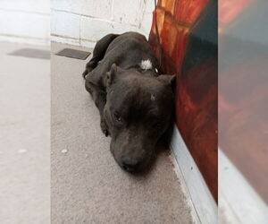 Mutt Dogs for adoption in San Bernardino, CA, USA