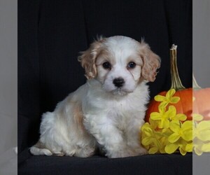 Cavachon Puppy for sale in NARVON, PA, USA