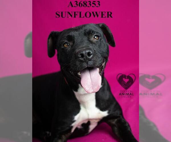 Medium Photo #2 Mutt Puppy For Sale in Stockton, CA, USA