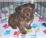 Small Photo #1 Yorkshire Terrier Puppy For Sale in ORO VALLEY, AZ, USA