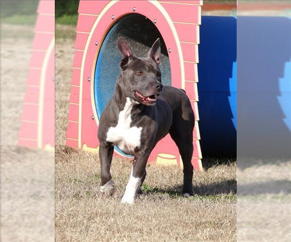 Medium Photo #1 Mutt Puppy For Sale in Grovetown, GA, USA