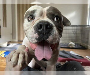 Walter - Male American Bulldog Dog for Adoption - Photo #3