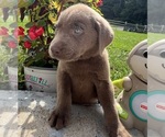 Small Photo #6 Labrador Retriever Puppy For Sale in NEOLA, WV, USA