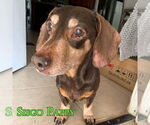 Small #5 Dachshund