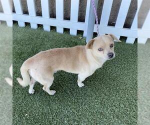 Medium Chihuahua Mix