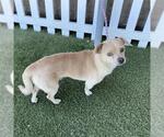 Small Chihuahua Mix