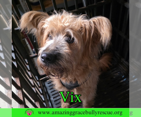 Medium Photo #2 Chow Chow-Poodle (Standard) Mix Puppy For Sale in Pensacola, FL, USA