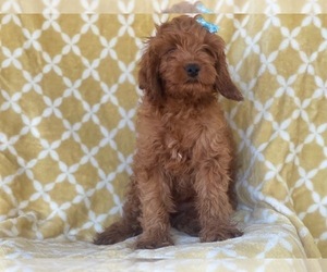 Cocker Spaniel-Poodle (Miniature) Mix Puppy for sale in LAKELAND, FL, USA