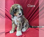 Small Photo #9 Bernedoodle Puppy For Sale in CANON CITY, CO, USA