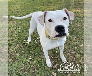American Bulldog-Unknown Mix Dogs for adoption in Irvine, CA, USA